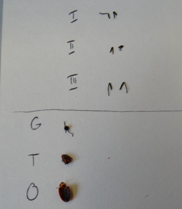 Przykładowe rozwiązanie: II. Morfologia gąsienicy Spodoptera littoralis (Lepidoptera) Użyj tacki styropianowej oznaczonej literą A. Na jednej z połówek ułóż gąsienicę. Następnie ułóż zwierzę na boku.