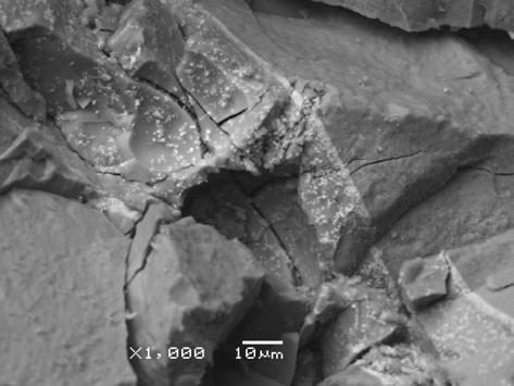 Wiskery mają różną długość (od 10 μm do 150 μm) i szerokość (od 2 μm do 10 µm); częściej występują jednak w postaci wiązek (Rys. 6).