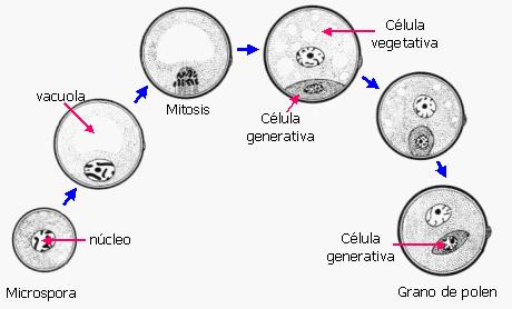 liczne komórki ARCHESPORU 2n w mikrosporangium MEJOZA!!! I. II.