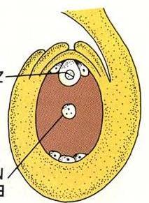 ZALĄŻEK NASIENIE osłonki zalążka ŁUPINA
