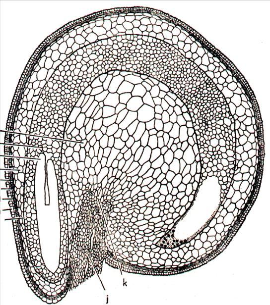 Przekrój podłużny nasienia buraka łupina nasienna perysperma (obielmo) endosperma (bielmo) perysperma na zewnątrz zarodek SCHEMAT TYPOWEGO ROZWOJU OWOCU ŚCIANA