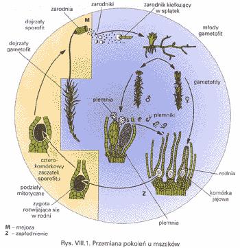 Przemiana pokoleń u mszaków KWIAT: - skrócony pęd zarodnionośny -