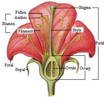 Elementy kwiatu: oś = DNO KWIATOWE - różnie ukształtowane Są ustawione na osi spiralnie lub okółkowo,