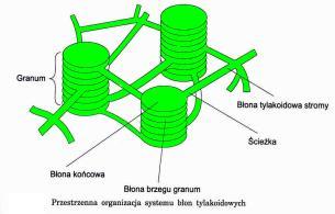 transportowe, enzymatyczne) lipidy acylowe - 35% fosfolipidy, galaktolipidy, sulfolipidy barwniki fotosyntetyczne grana