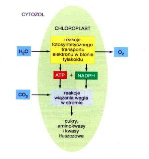 Proces fotosyntezy CO 2 +2H 2 O + 472,8kJ [CH 2 O]* + O 2 + H 2 O * związek zredukowany do poziomu