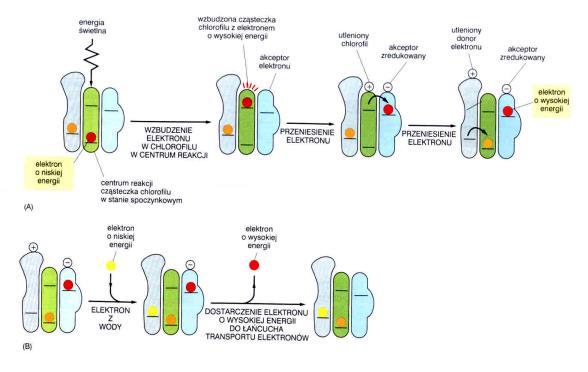 fotosystemie (fotoukłady I i II) zbieranie energii świetlnej przez chlorofil transport elektronów