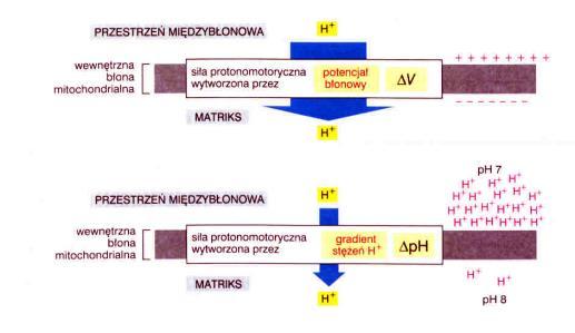 gradientu H+ w poprzek błony synteza ATP- kompleks