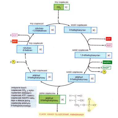 cykl wiązania węgla (cykl Calvina-Bensona) cykl wiązania węgla (cykl