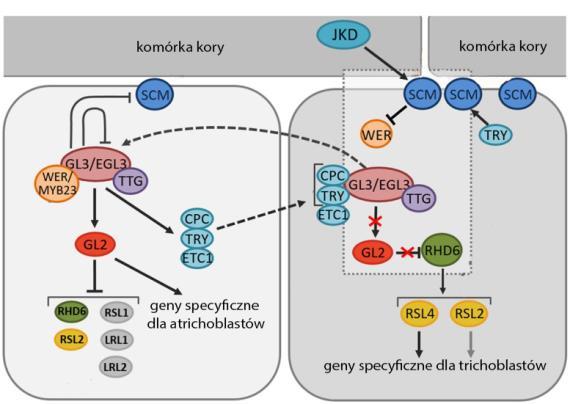 komórki epidermy Rycina 2.2. Mechanizm ustalania wzoru ryzodermy u Arabidopsis.