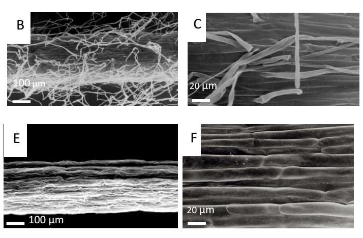 A 2 mm D 1 mm Rycina 3.1. Strefa włośnikowa odmiany Karat (A, B, C) i mutanta rhl1 (D, E, F).