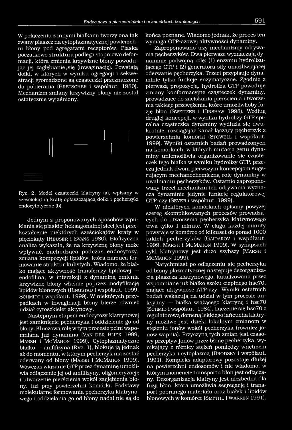 Powstają dołki, w których w wyniku agregacji i sekwestracji gromadzone są cząsteczki przeznaczone do pobierania (B r e t s c h e r i współaut. 1980).