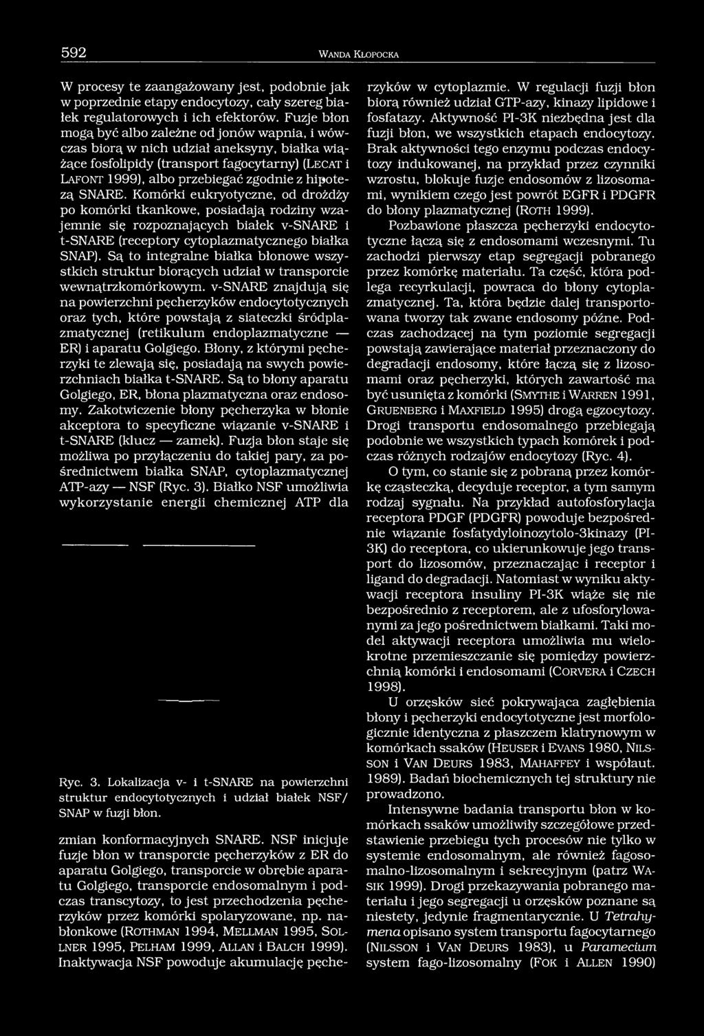 hipotezą SNARE. Komórki eukiyotyczne, od drożdży po komórki tkankowe, posiadają rodziny wzajemnie się rozpoznających białek v-snare i t-snare (receptory cytoplazmatycznego białka SNAP).