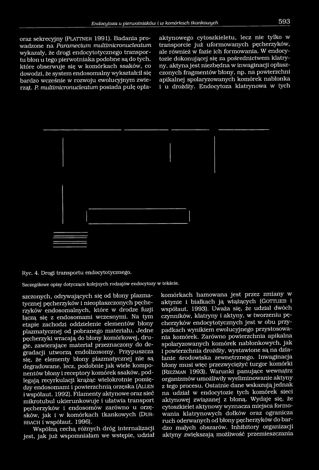 system endosomalny wykształcił się bardzo wcześnie w rozwoju ewolucyjnym zwierząt. P.