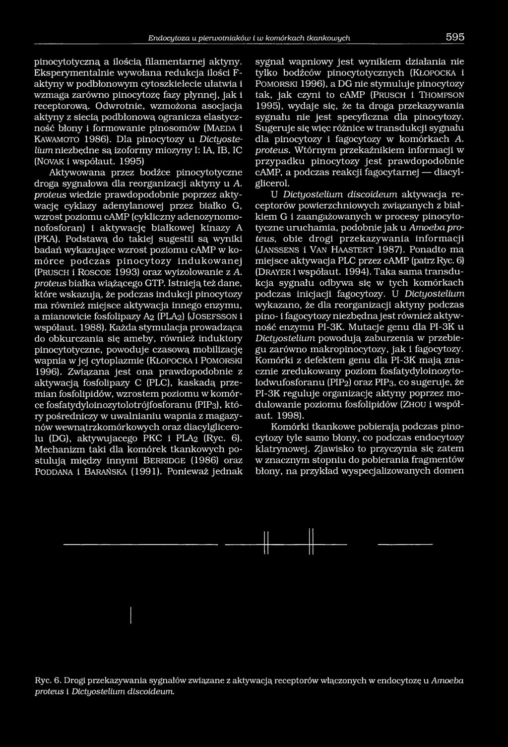 Odwrotnie, wzmożona asocjacja aktyny z siecią podbłonową ogranicza elastyczność błony i formowanie pinosomów (M a e d a i K aw a m o t o 1986).