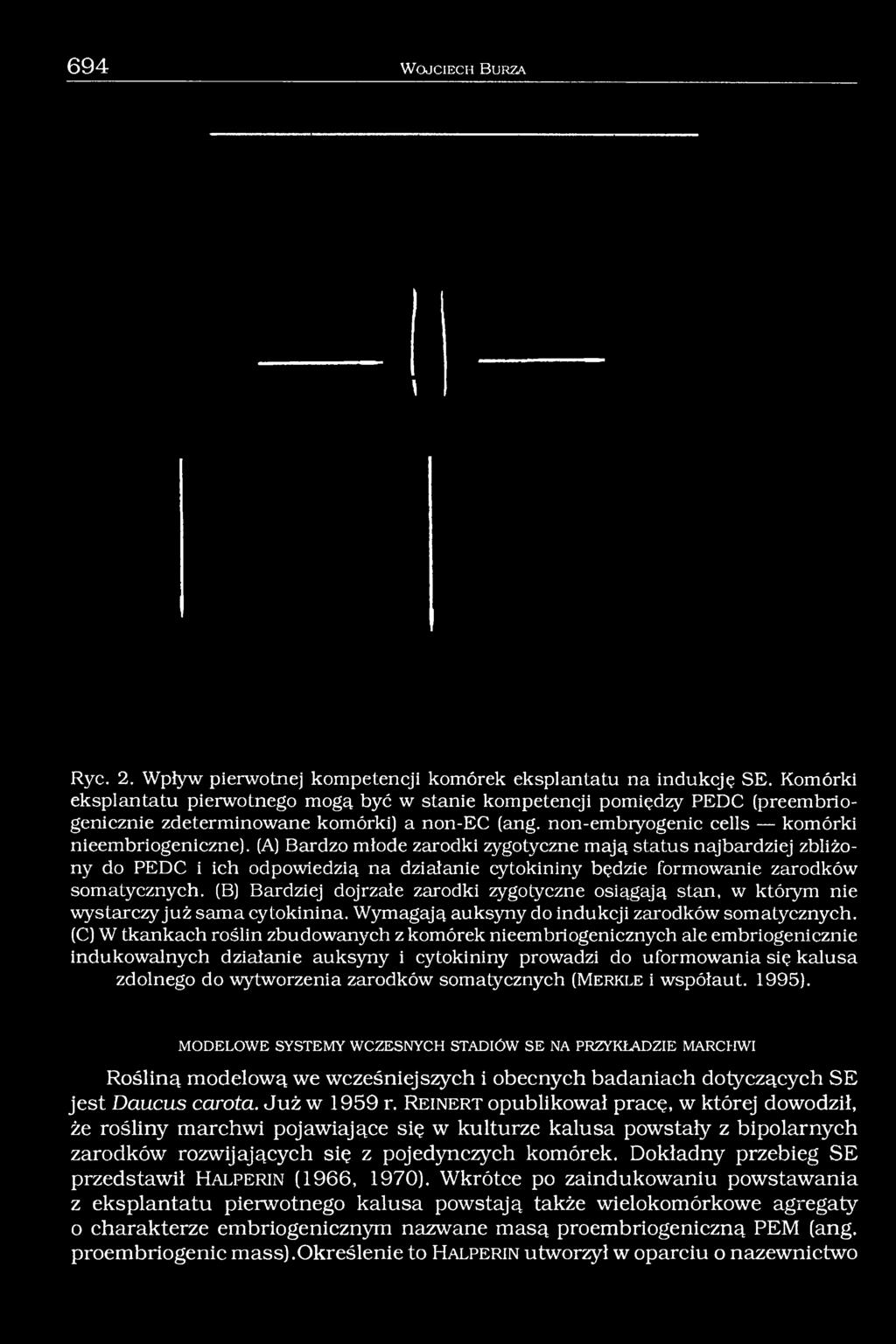 (A) Bardzo młode zarodki zygotyczne mają status najbardziej zbliżony do PEDC i ich odpowiedzią na działanie cytokininy będzie formowanie zarodków somatycznych.