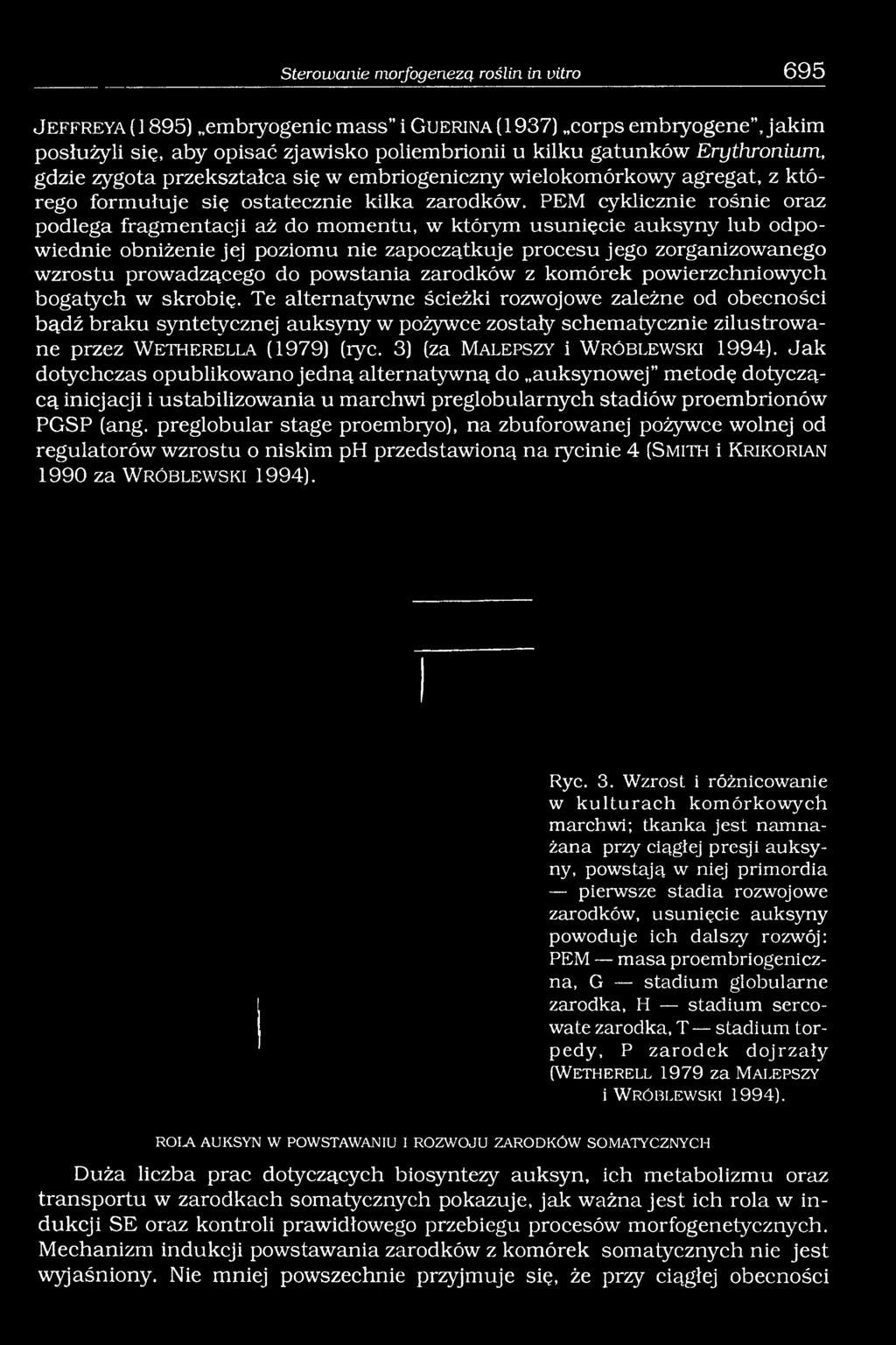 PEM cyklicznie rośnie oraz podlega fragmentacji aż do momentu, w którym usunięcie auksyny lub odpowiednie obniżenie jej poziomu nie zapoczątkuje procesu jego zorganizowanego wzrostu prowadzącego do