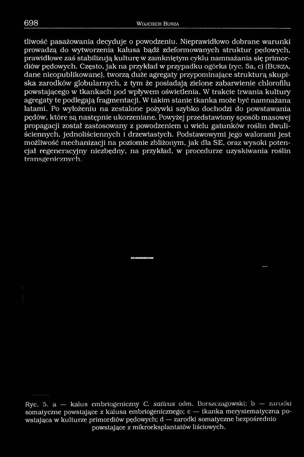 Często, jak na przykład w przypadku ogórka (ryc.