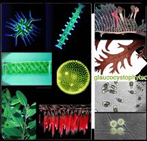 2. Teoria endosymbiotyczna Chloroplasty