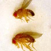4. Organizmy modelowe Muszka owocowa, Drosophila