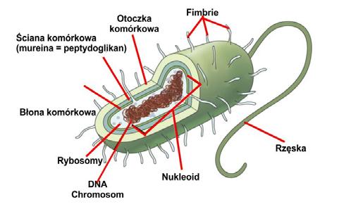 1. Budowa komórki -
