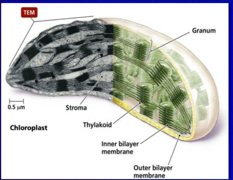 1. Budowa komórki - Eukariota Schemat budowy chloroplastu