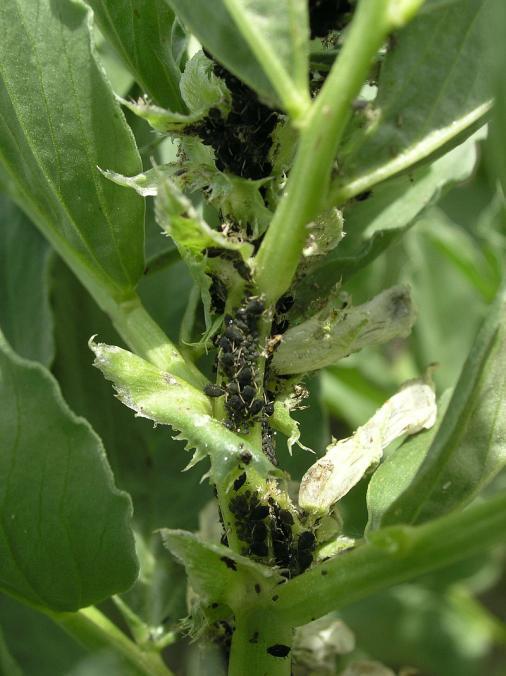 organicznych, a później przechodzą na pokarm roślinny. W lipcu pojawiają się muchówki pokolenia letniego, a od sierpnia do października następuje lot pokolenia jesiennego śmietek.