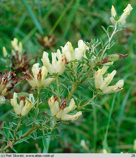 Chamaecytisus