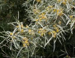 Hippophae rhamnoides