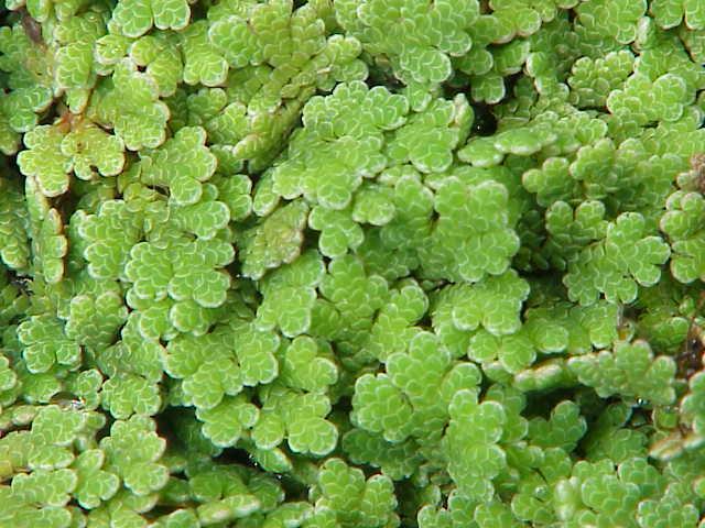 Azolla karolińska Drobna paproć pływająca po powierzchni wody - w komorze liścia - symbiotyczne sinice