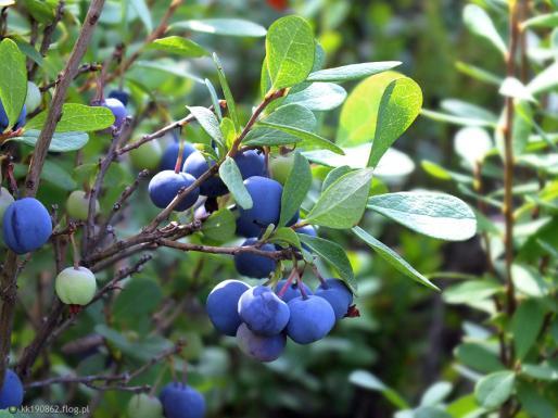 Vaccinium