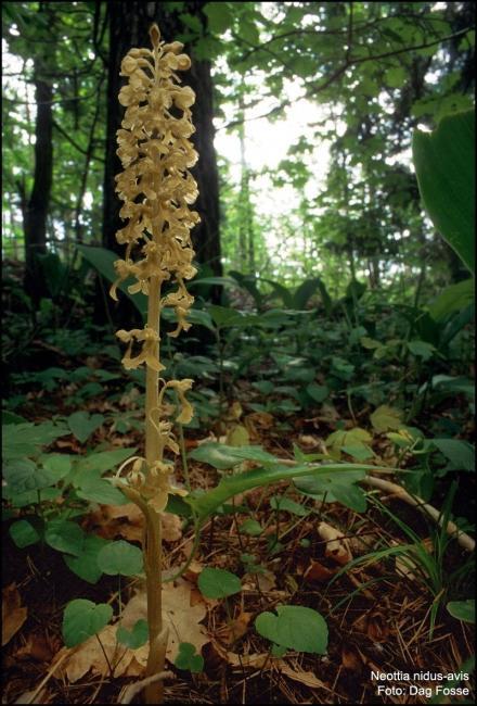 Myko-heterotrofia roślin pasożytniczych