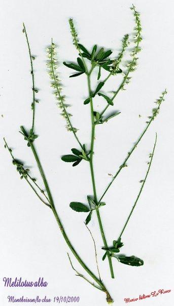 Soczewica (Lens esculenta) Soja