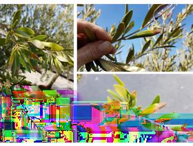 W Polsce obecność tego gatunku po raz pierwszy stwierdzono w 1992 r., w szklarni na roślinach draceny (Dracaena spp.) oraz jukki (Yucca spp.). Ponownie został wykryty w 2006 r.
