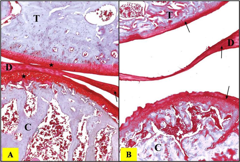 staining, presented as a faint red color (arrows) (Safranin-O, 40); inset an obvious reduction in GAG staining, seen as an orange color (arrows) (Safranin-O, 100); B 4 weeks, showing an obvious