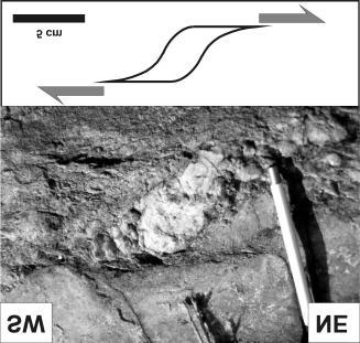 foliacja S 2 w ods³oniêciach w okolicy Romanowa (177 pomiarów), d lineacja L 2 w ods³oniêciach okolicy Romanowa (40 pomiarów) Fig. 6. Attitude of S 2 foliation and L 2 lineation in the Jeg³owa beds.