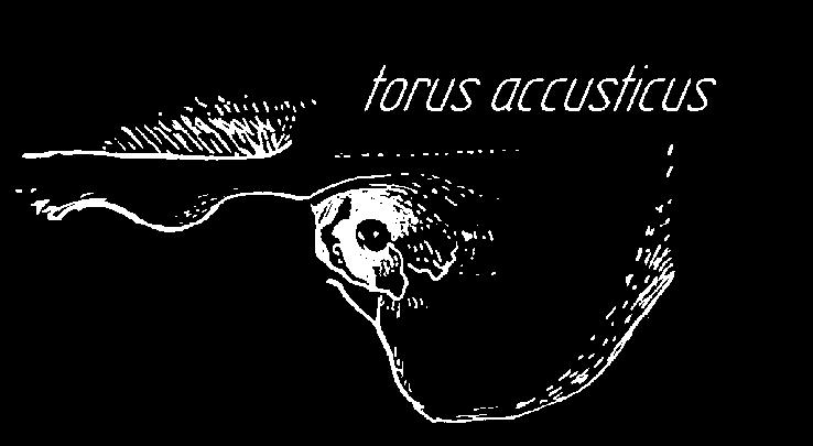 17. torus auditivus/accusticus wał kostny wykształcony w kanale