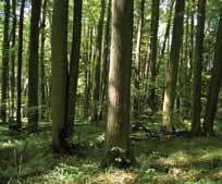 ) Powierzchnia: 44,57 ha Rezerwat leśny. Dominuje w nim buczyna karpacka, ale występują również niewielkie płaty jaworzyny górskiej. Rezerwat przyrody Hajnik Data utworzenia: 1974 r.