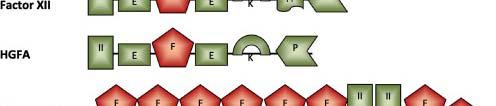Kasetowa budowa białek osocza krwi Białka tpa Czynnik XII HGFA Fibronektyna Domeny K, Kringle P, proteaza E,