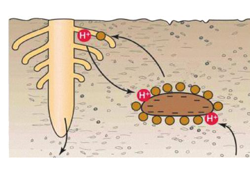 Włośniki istotny organ systemu korzeniowego Za pobieranie jonów z roztworu glebowego odpowiedzialne są włośniki(strefa włośnikowa). Pobieranie jonów przez włośniki ma charakter selektywny.