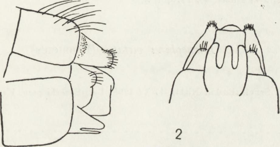 Drusus brunneus koniec odwłoka z boku (1) i z dołu (2). 8. Ecclisopteryx guttulata ( P ic t e t ) Ustrzyki Górne, nad potokiem Rzeczyca, 16 VI 1965, 1?.. Limnephilus auricula C u r t is Czystohorb pow.