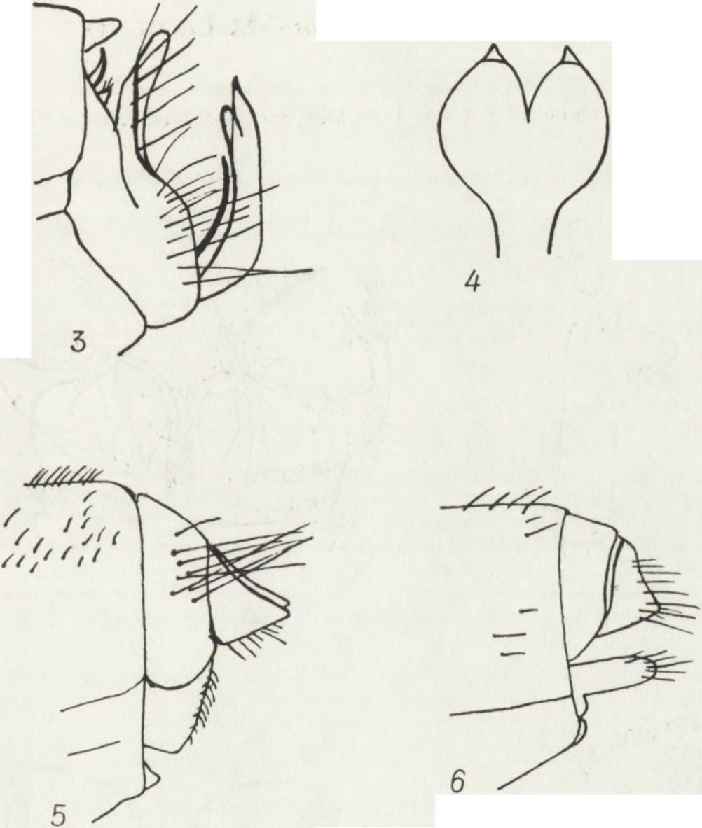 3, 4 Chaetopteryx subradiata <J: koniec odwłoka z boku (3) i penis (4); 5 Chaetopteryx sahlbergi $: koniec odwłoka z boku; 6 Psilopteryx psorosa carpathica?
