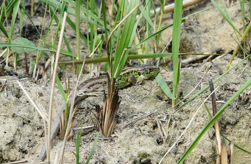 The pond slider Trachemys scripta, Chocz, 17 VI 20