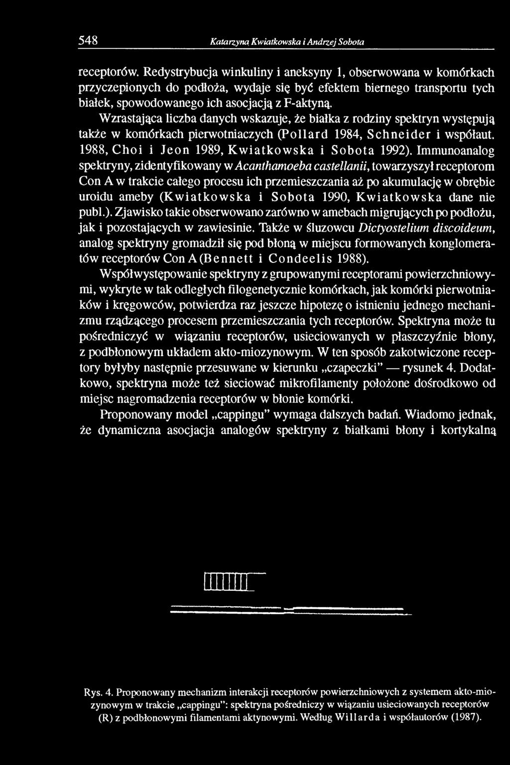 Wzrastająca liczba danych wskazuje, że białka z rodziny spektryn występują także w komórkach pierwotniaczych (Pollard 1984, Schneider i współaut. 1988, Choi i Jeon 1989, Kwiatkowska i Sobota 1992).