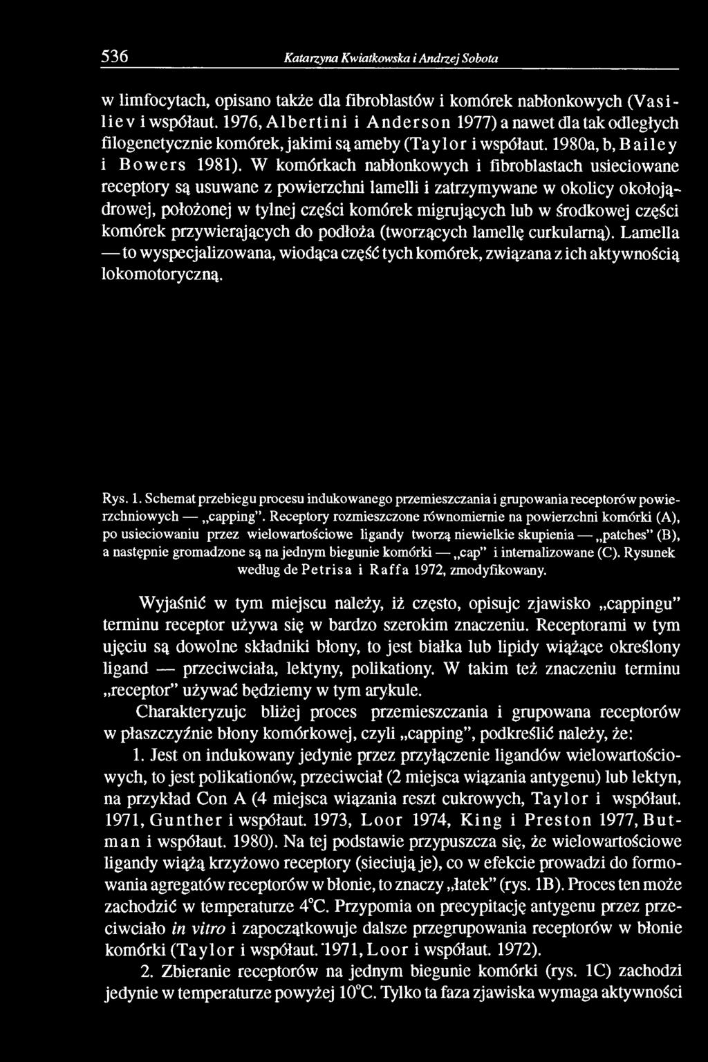 W komórkach nabłonkowych i fibroblastach usieciowane receptory są usuwane z powierzchni lamelli i zatrzymywane w okolicy okołojądrowej, położonej w tylnej części komórek migrujących lub w środkowej