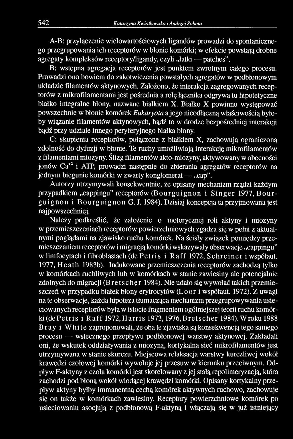 Prowadzi ono bowiem do zakotwiczenia powstałych agregatów w podbłonowym układzie filamentów aktynowych.