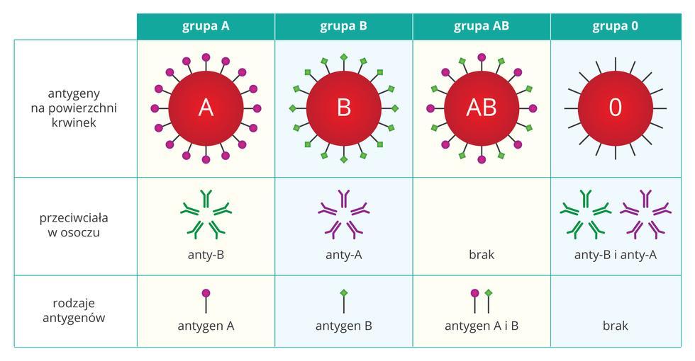 GRUPY KRWI Zgodność grup krwi Osoba z grupą krwi 0 jest uniwersalnym dawcą (brak antygenów