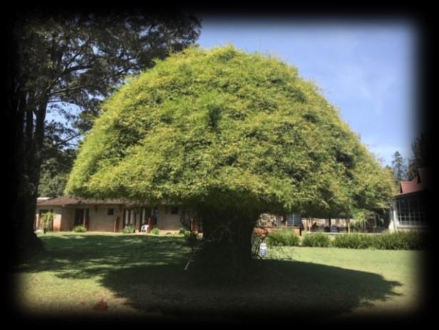 At present I live in the Mwangaza Retreat House, located on the outskirts of the city. It is a pretty and peaceful place.