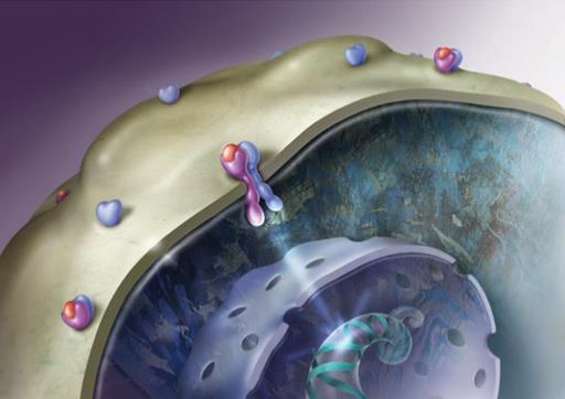Komórka zdrowa i komórka nowotworowa z nadekspresją białka HER2