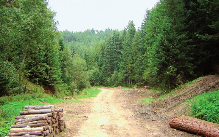 Droga przez Szczawiczne Potoki Przy tablicy z napisem oznajmującym, że zaczyna się Powroźnik, skręcamy w lewo (4,7 km) [2] w kierunku na Szczawiczne Potoki.