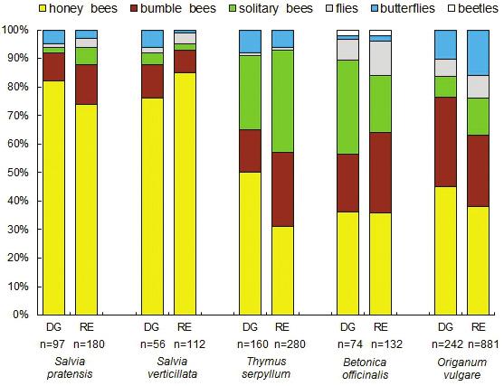 INSECT VISITORS IN LAMIACEAE Fig. 3. Percentage participation of insect visitors on Lamiaceae species studied in dry grassland (DG) and railway embankment (RE).